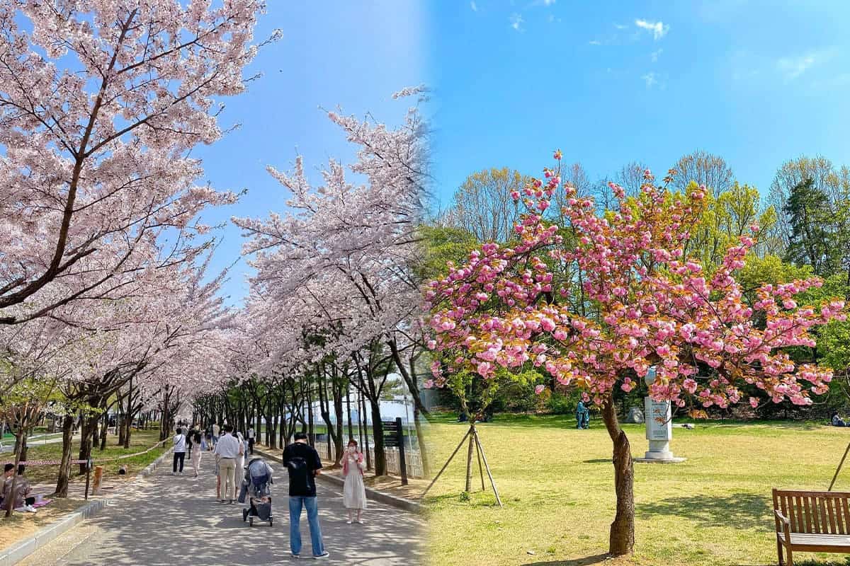 서울대공원 호숫가 둘레길 풍경 서울대공원 호숫가 둘레길 풍경
