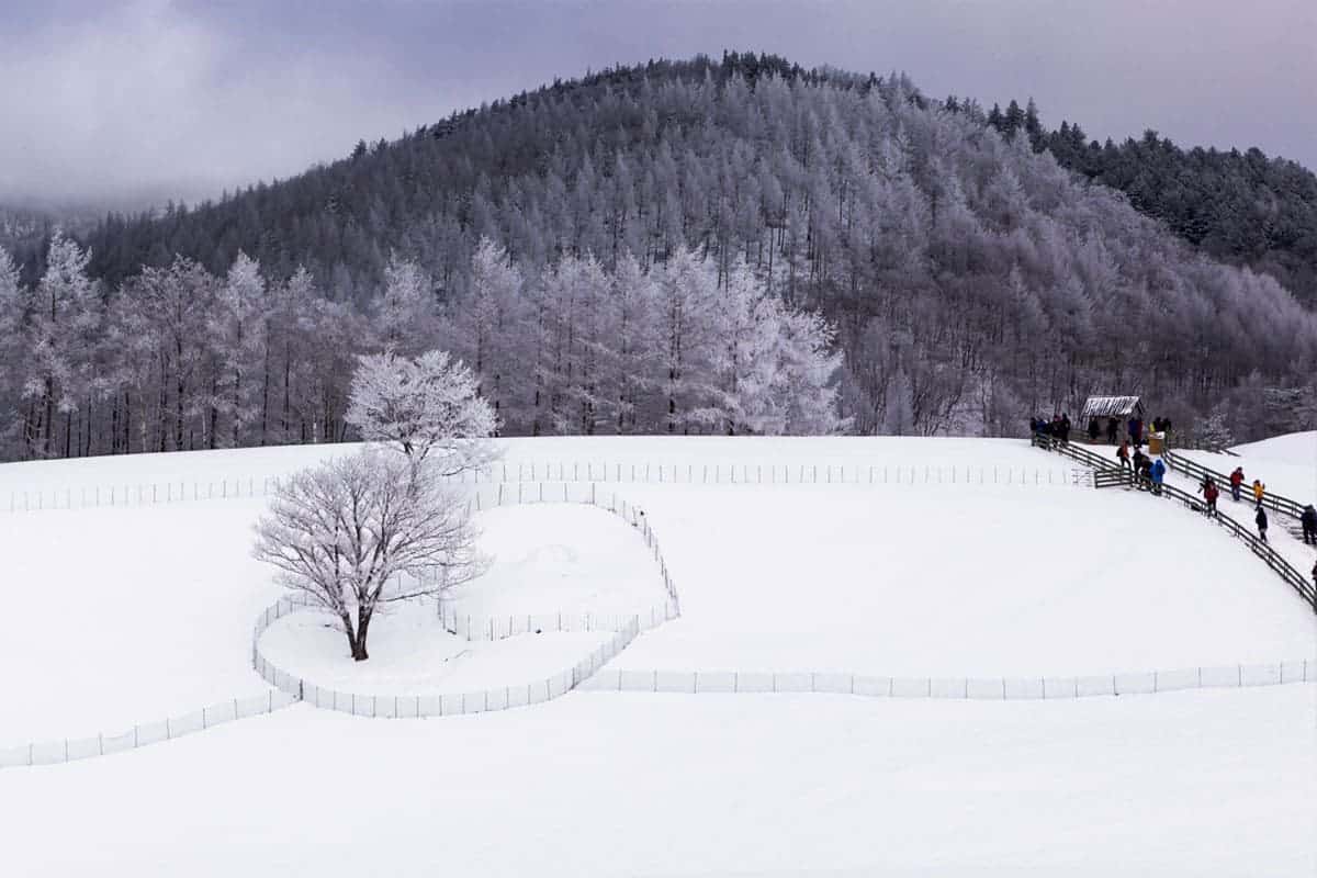 대관령 양떼목장 대관령 양떼목장