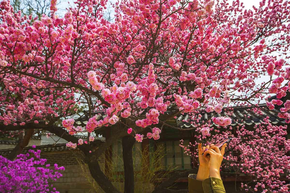매화 사진 찍는 사람 매화 사진 찍는 사람
