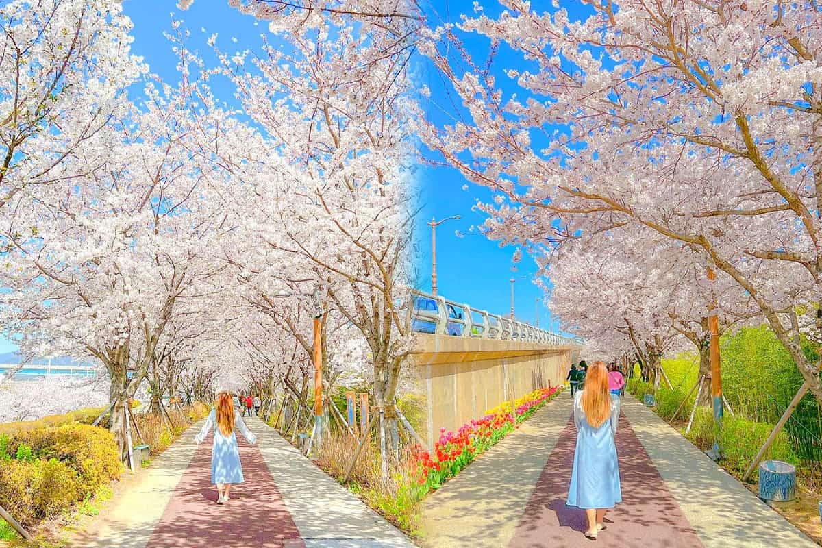 대저생태공원 벚꽃풍경 대저생태공원 벚꽃풍경