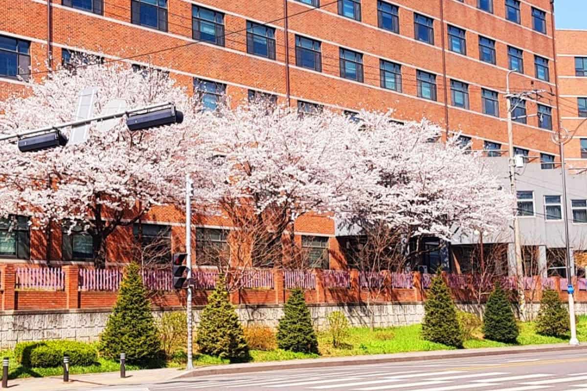 경동대학교 풍경 경동대학교 풍경