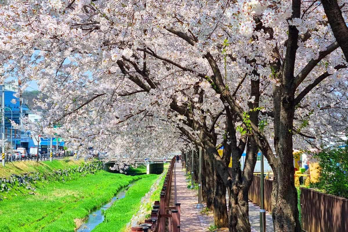 분수천 벚꽃 풍경 분수천 벚꽃 풍경