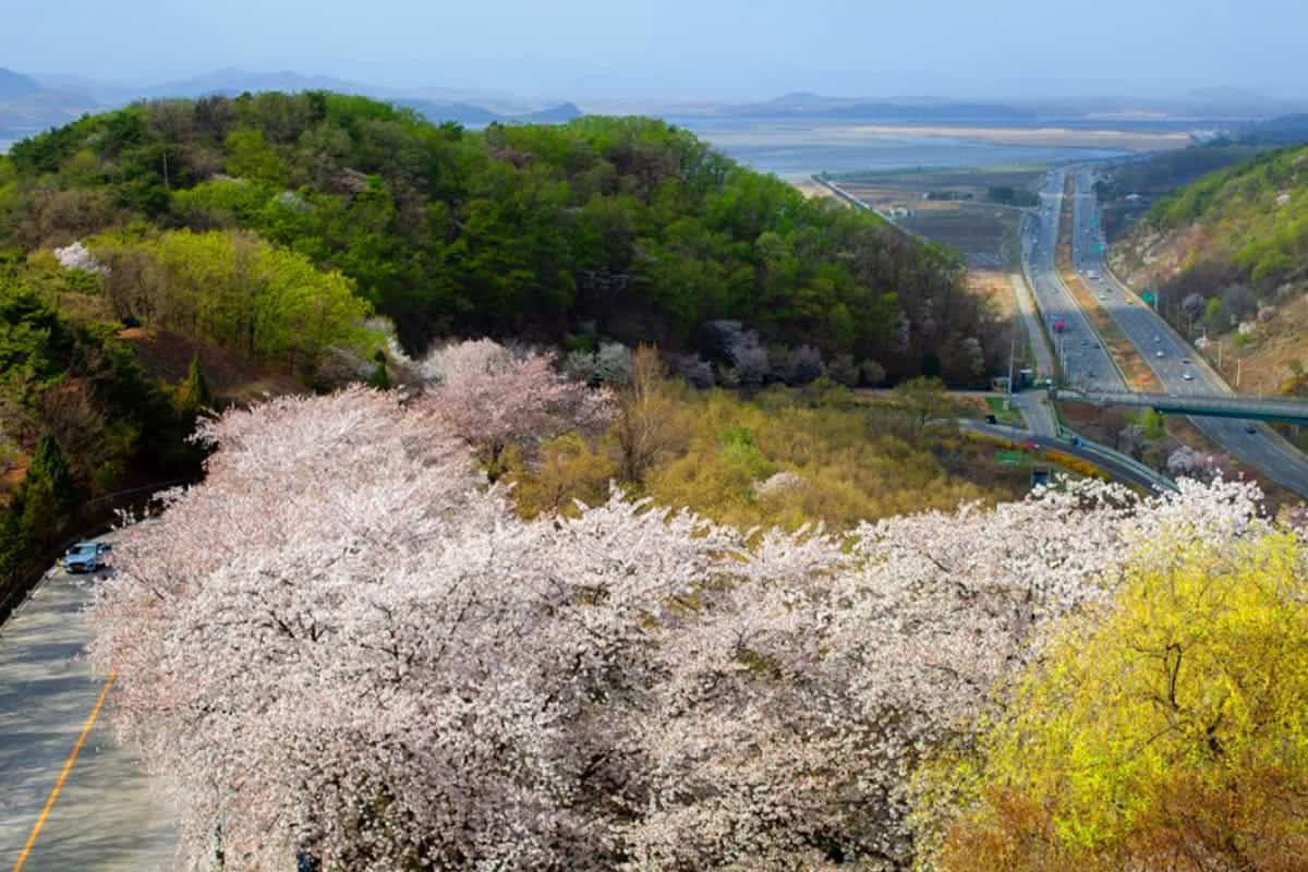 오두산 통일전망대 벚꽃 풍경 오두산 통일전망대 벚꽃 풍경