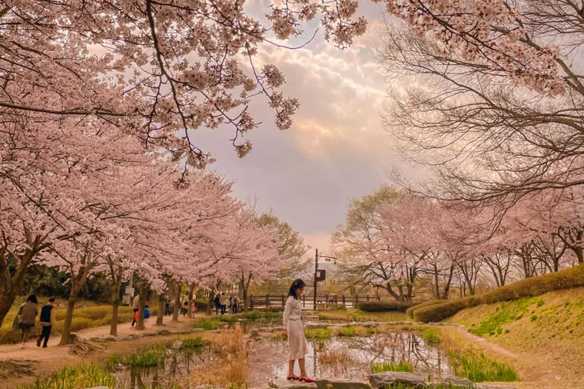 화동못수변공원 벚꽃 풍경 화동못수변공원 벚꽃 풍경