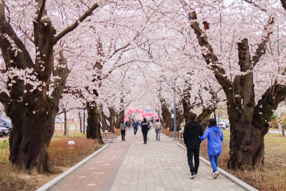 작천정 벚꽃 풍경 작천정 벚꽃 풍경