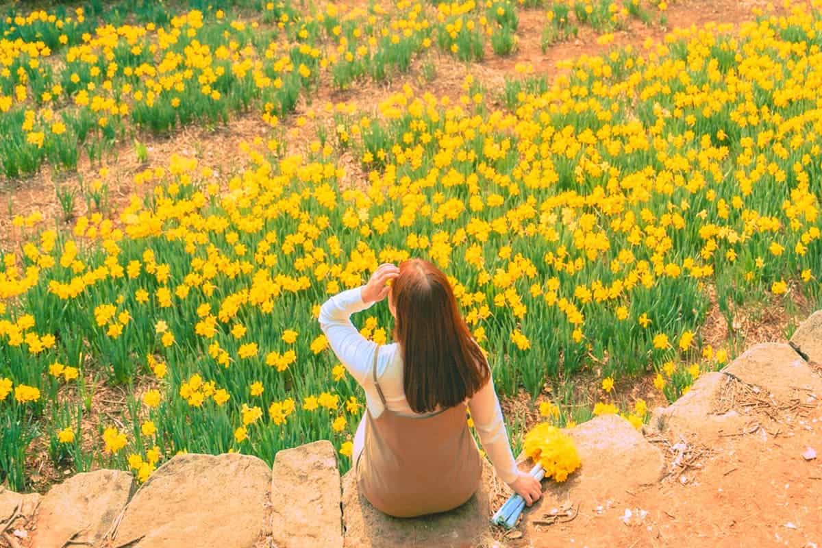 공곶이 수선화 풍경 공곶이 수선화 풍경