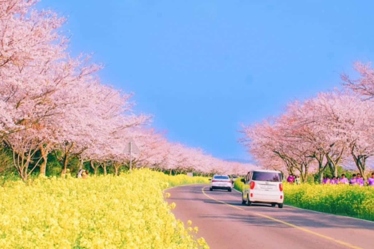 녹산로 봄 풍경 녹산로 봄 풍경