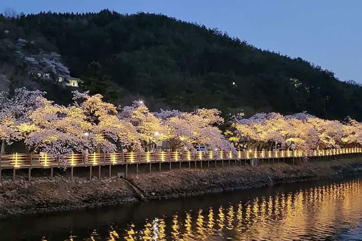 월영교 벚꽃 야경 월영교 벚꽃 야경