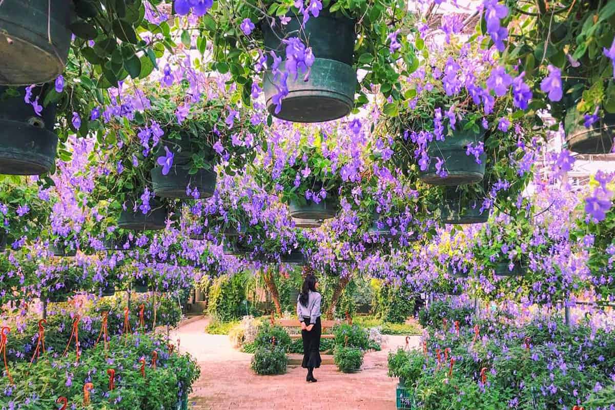 세계꽃식물원 라벤더 풍경 