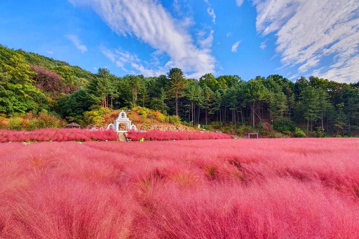 포천 허브아일랜드 핑크뮬리 