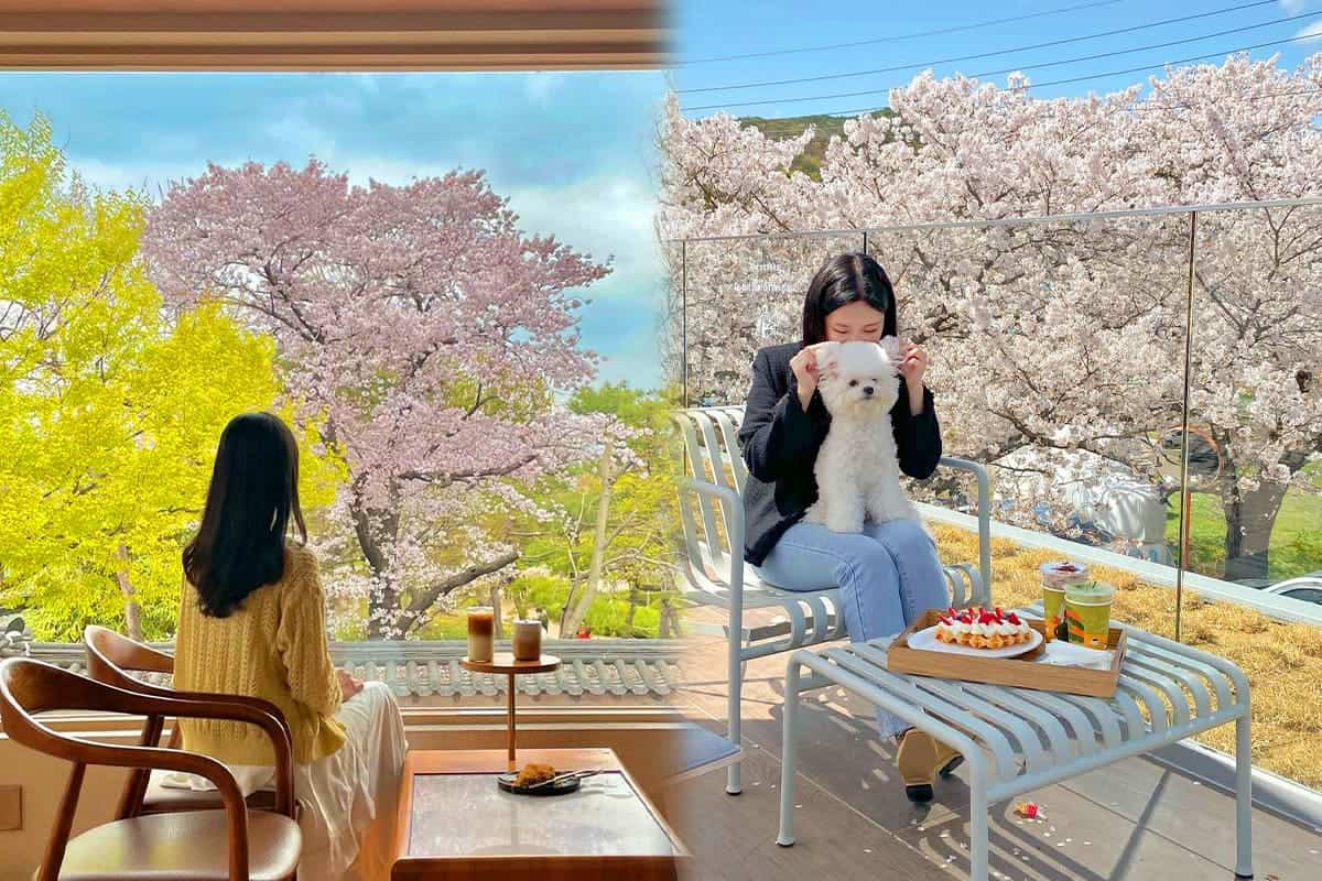 해이담커피, 이너리트 벚꽃 풍경