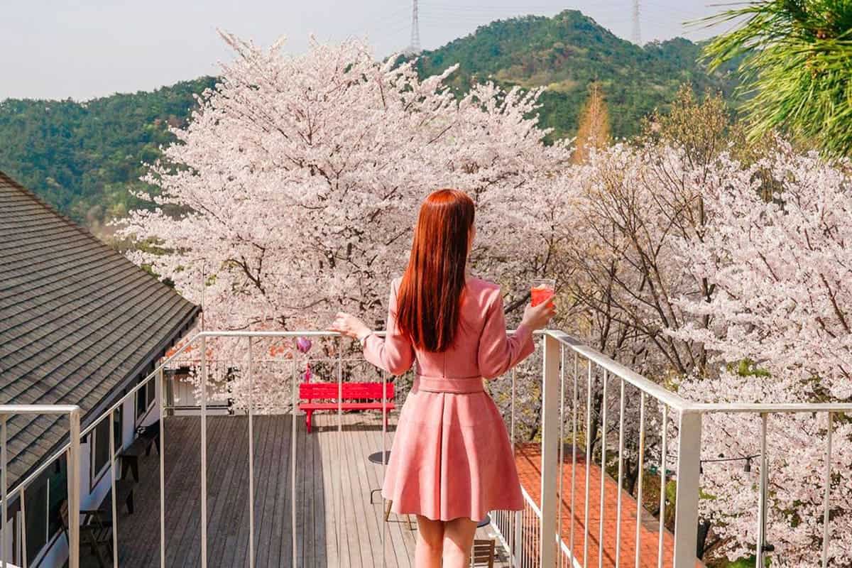 허브캐슬 벚꽃 풍경 