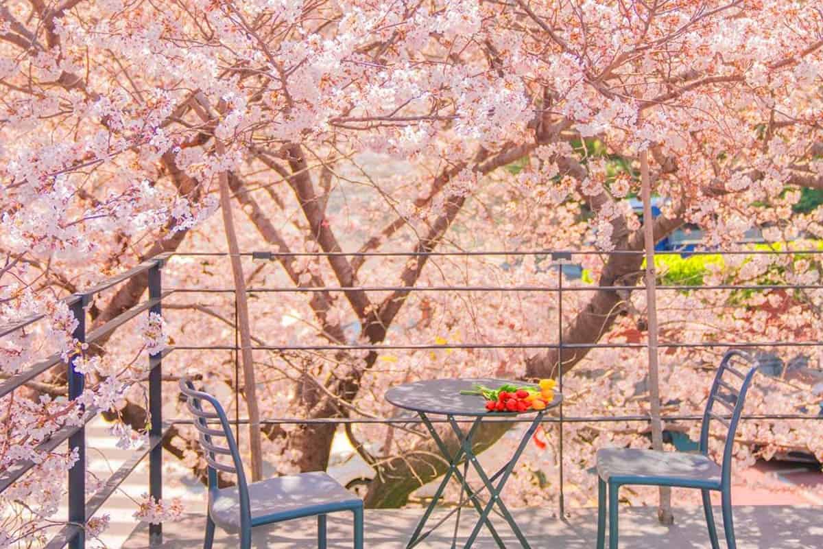 카페이띠 벚꽃 풍경
