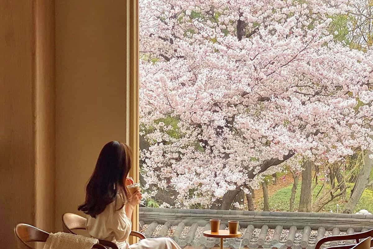 해이담커피 벚꽃 풍경 