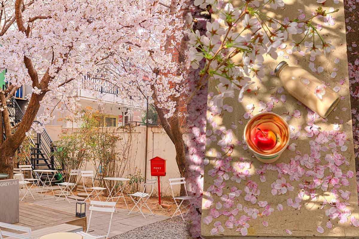 그레이랩 벚꽃 풍경 