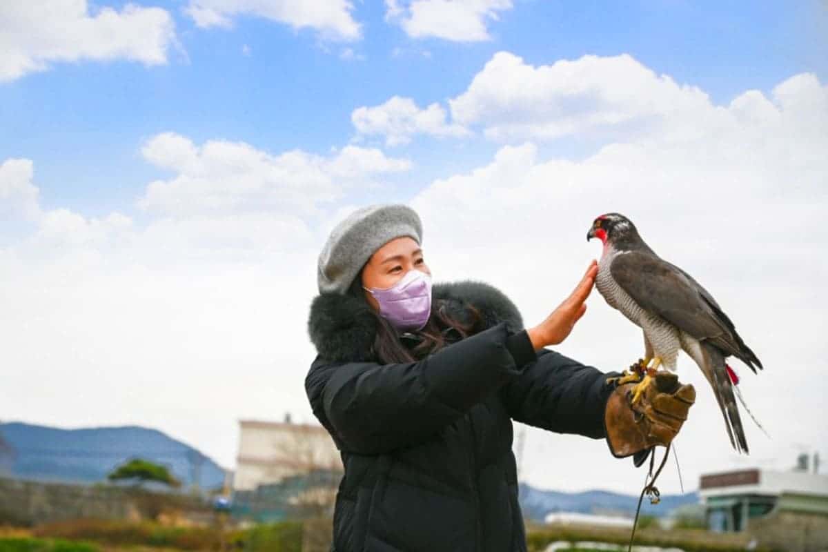 고성군 독수리 체험 고성군 독수리 체험
