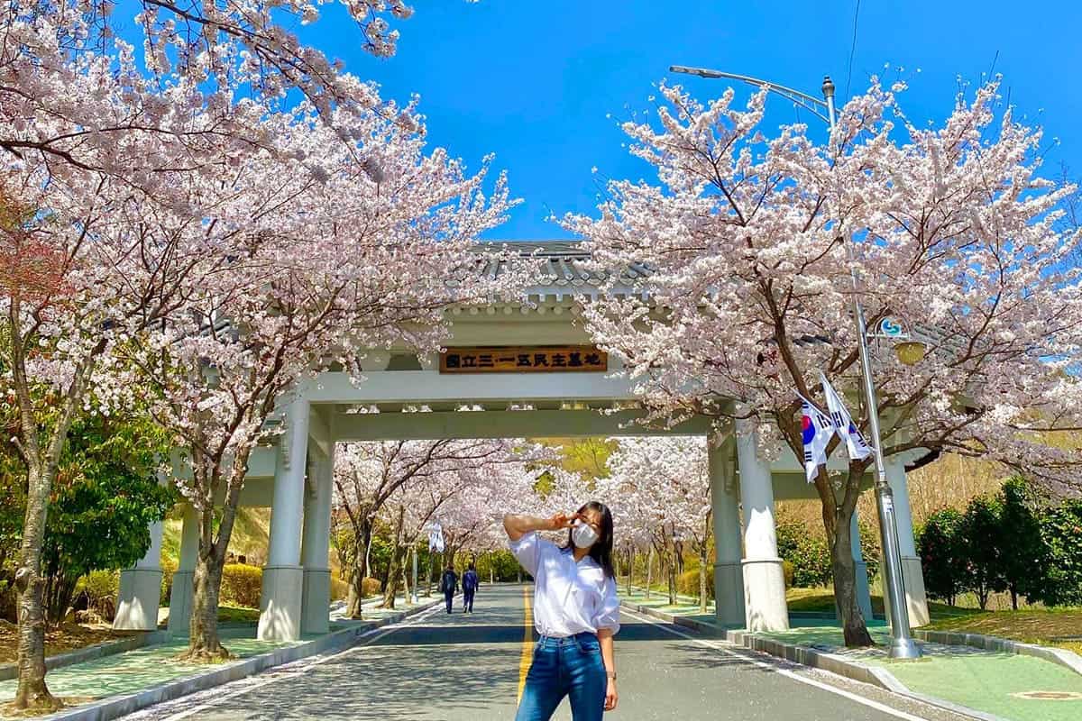 국립 3.15 공원 벚꽃 풍경 