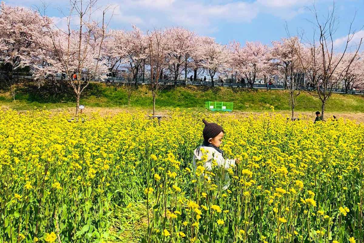 양산 물금 벚꽃축제 풍경 양산 물금 벚꽃축제 풍경