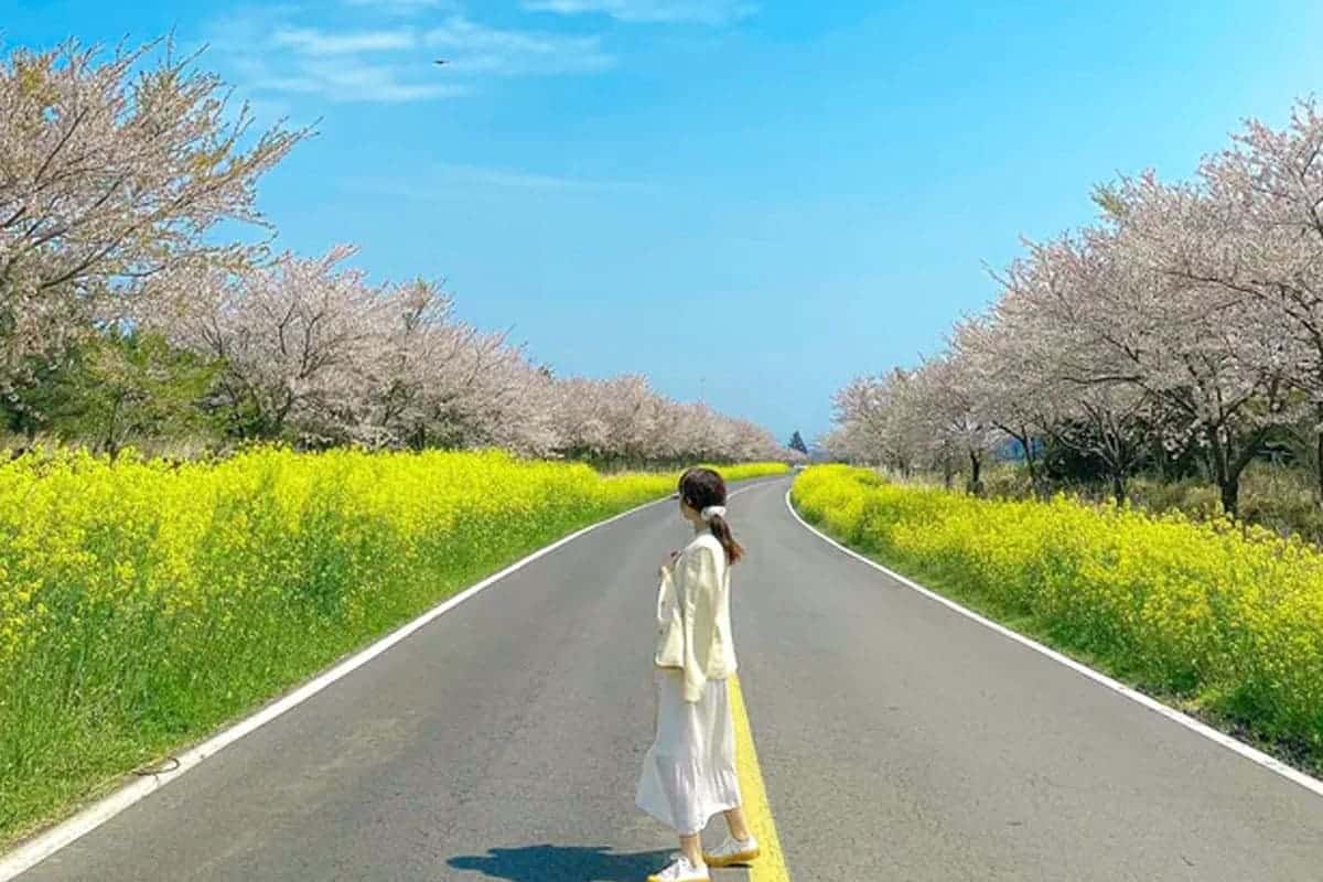 3, 4월 국내 여행지 / 트립닷컴 3, 4월 국내 여행지 / 트립닷컴