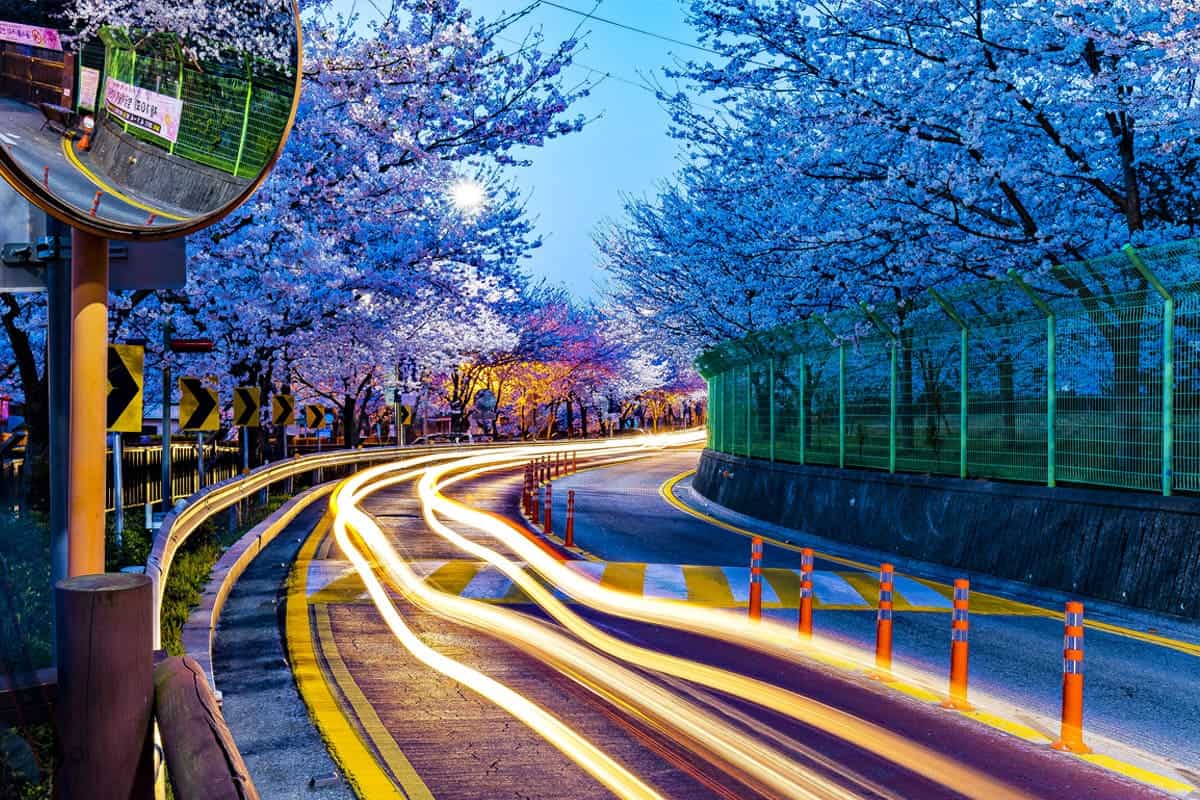 진해 여좌천 벚꽃길 / 게티이미지뱅크 진해 여좌천 벚꽃길 / 게티이미지뱅크