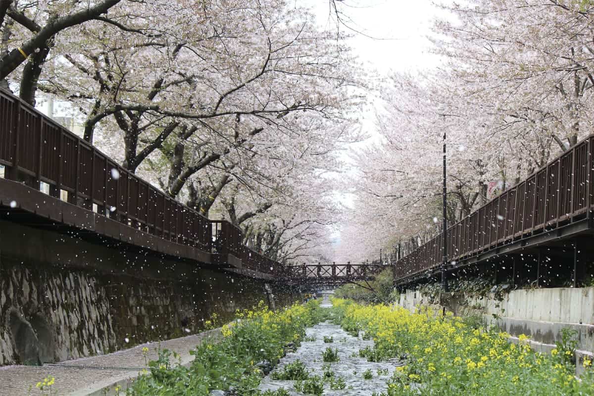 진해 여좌천 벚꽃길 / 게티이미지뱅크 진해 여좌천 벚꽃길 / 게티이미지뱅크