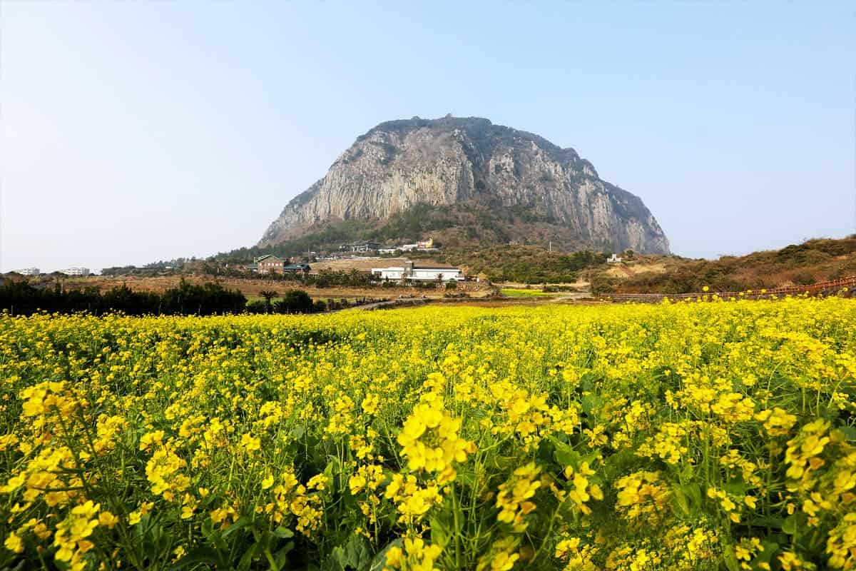 제주 유채꽃 밭 / 게티이미지뱅크 제주 유채꽃 밭 / 게티이미지뱅크