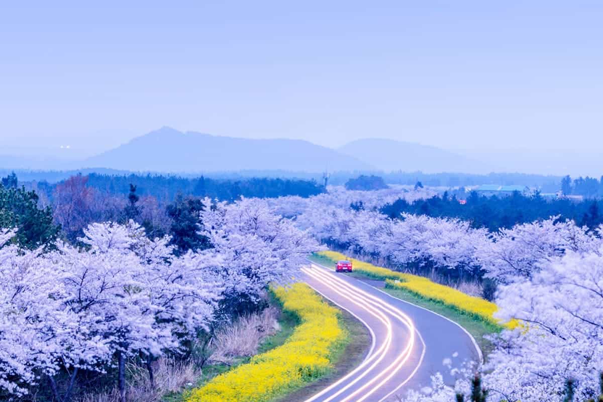 제주 벚꽃길 / 게티이미지뱅크 제주 벚꽃길 / 게티이미지뱅크