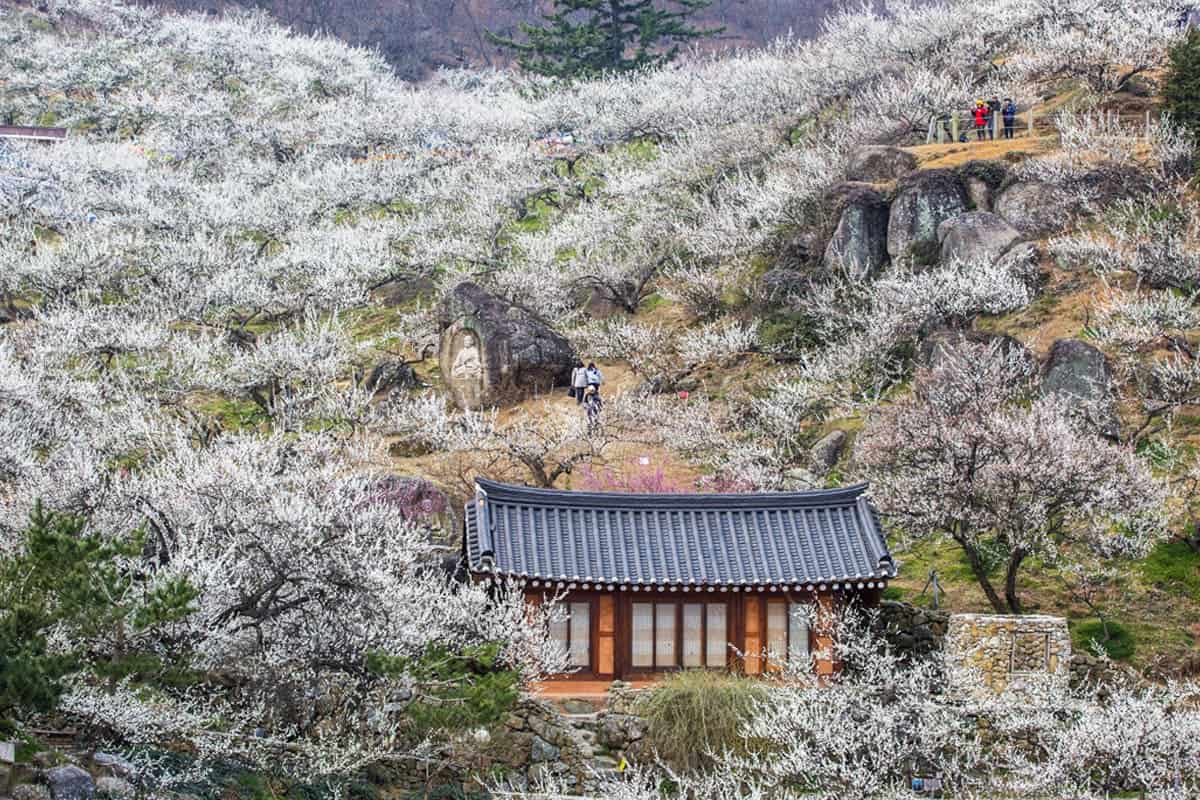 광양 매화마을 / 게티이미지뱅크? 광양 매화마을 / 게티이미지뱅크?