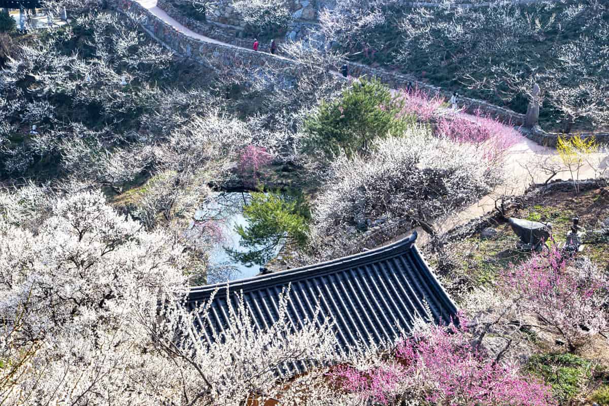 광양 매실농원 / 게티이미지뱅크? 광양 매실농원 / 게티이미지뱅크?