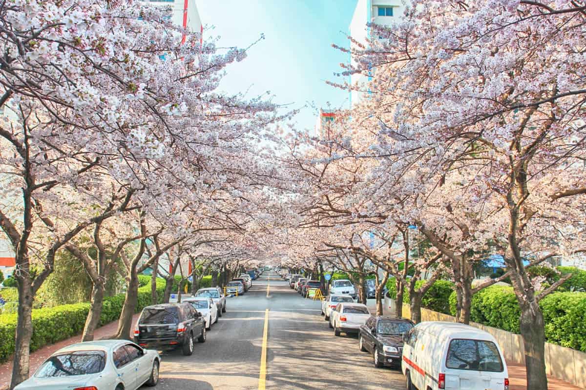 부산 남천동 벚꽃길 / 게티이미지뱅크? 부산 남천동 벚꽃길 / 게티이미지뱅크?