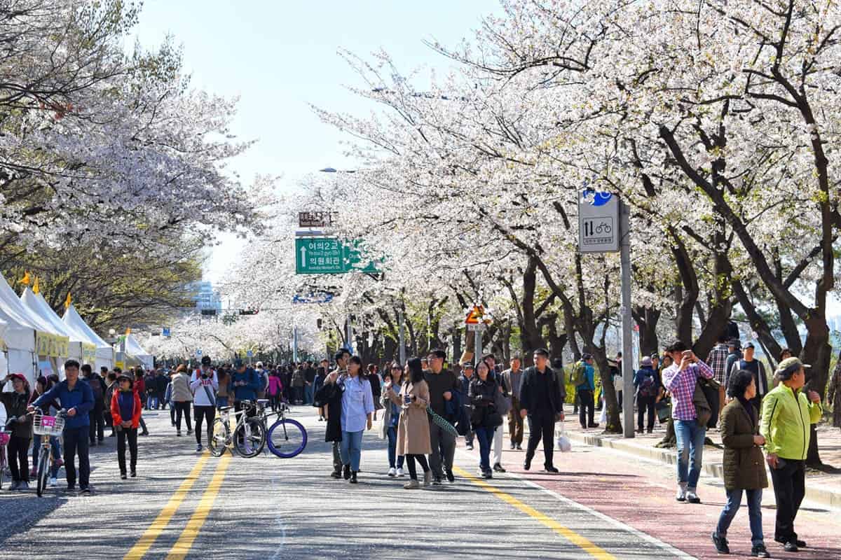 서울 여의도 벚꽃길 / 게티이미지뱅크 서울 여의도 벚꽃길 / 게티이미지뱅크
