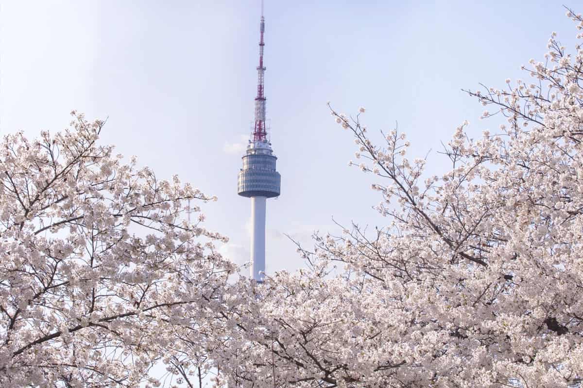 서울 남산 벚꽃 / 게티이미지뱅크 서울 남산 벚꽃 / 게티이미지뱅크