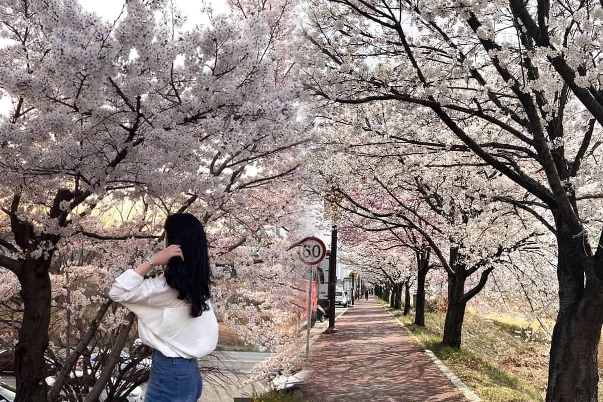 청주 무심천 / 트립닷컴 청주 무심천 / 트립닷컴