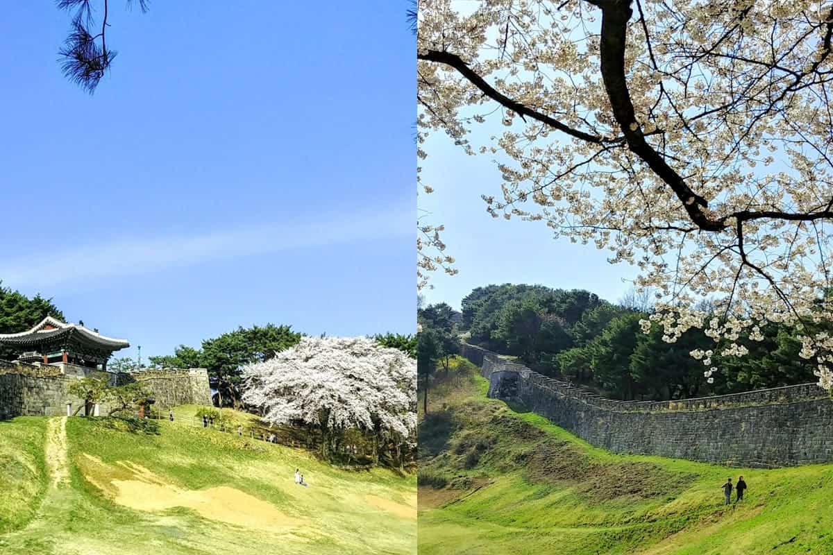 청주 상당산성 벚꽃 / 청주시 청주 상당산성 벚꽃 / 청주시