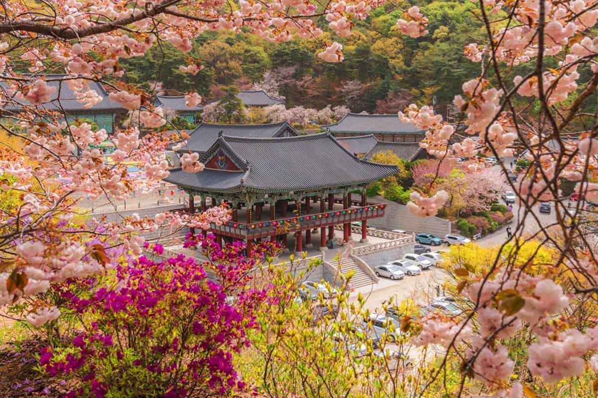 각원사 벚꽃 전경 각원사 벚꽃 전경