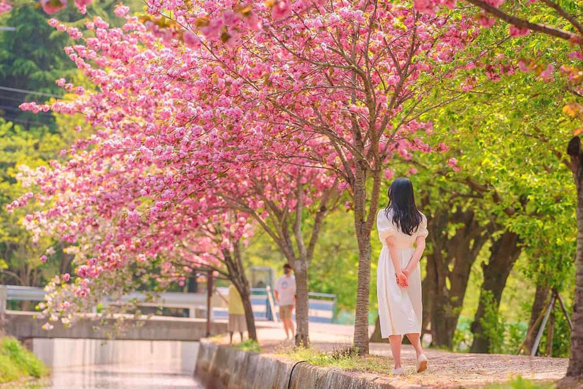 경주 보문단지 숲머리길 풍경 경주 보문단지 숲머리길 풍경