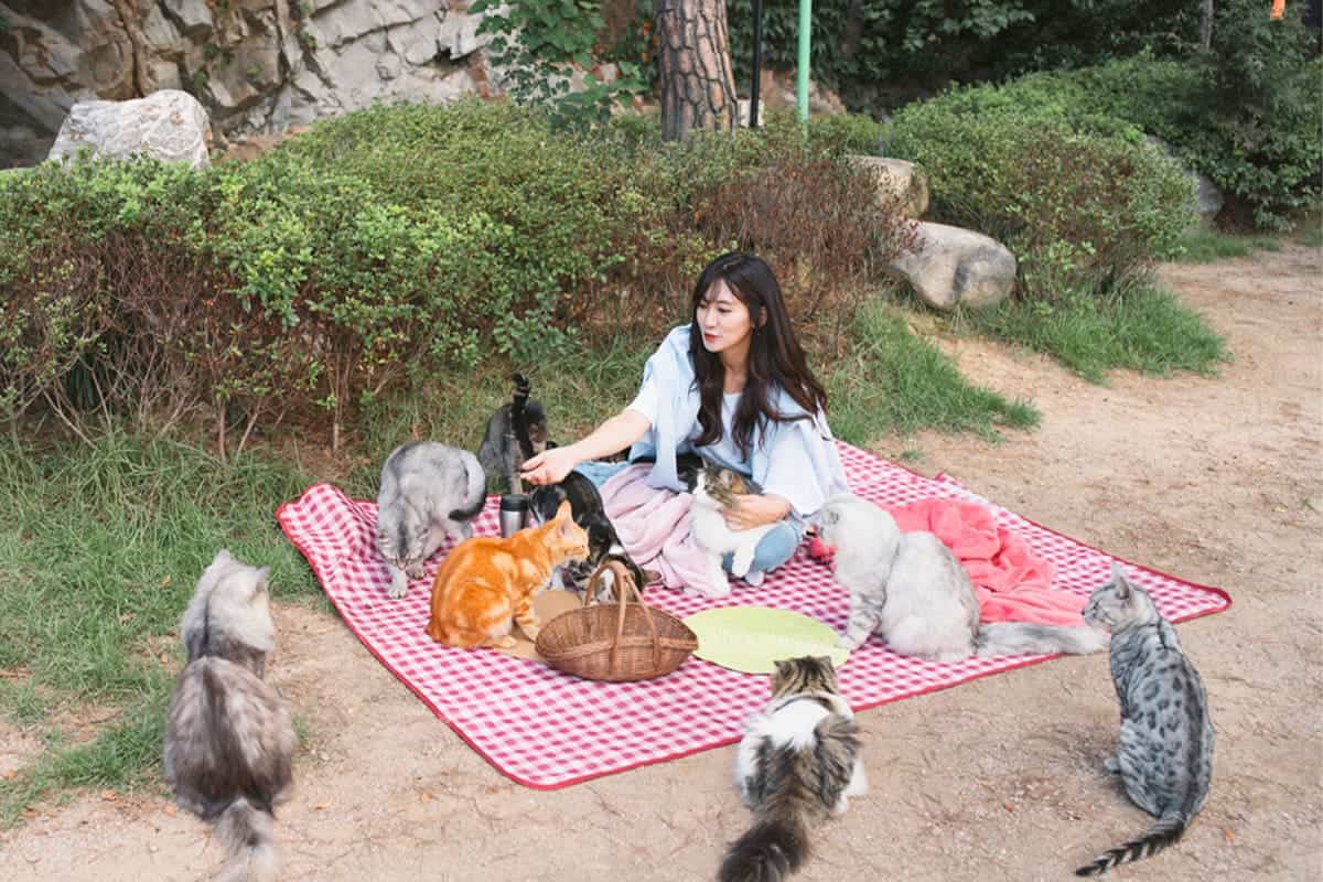 고양이정원 피크닉 고양이정원 피크닉