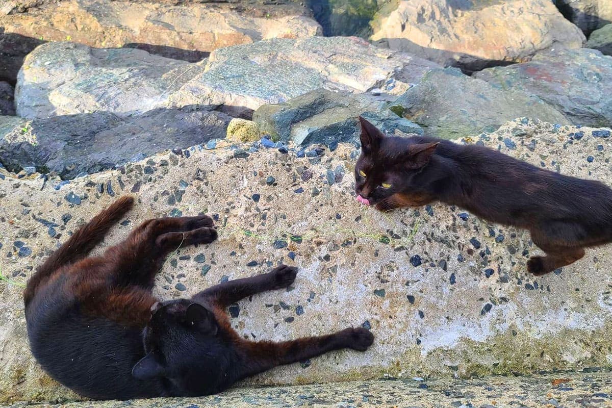 목과 마을 고양이 목과 마을 고양이