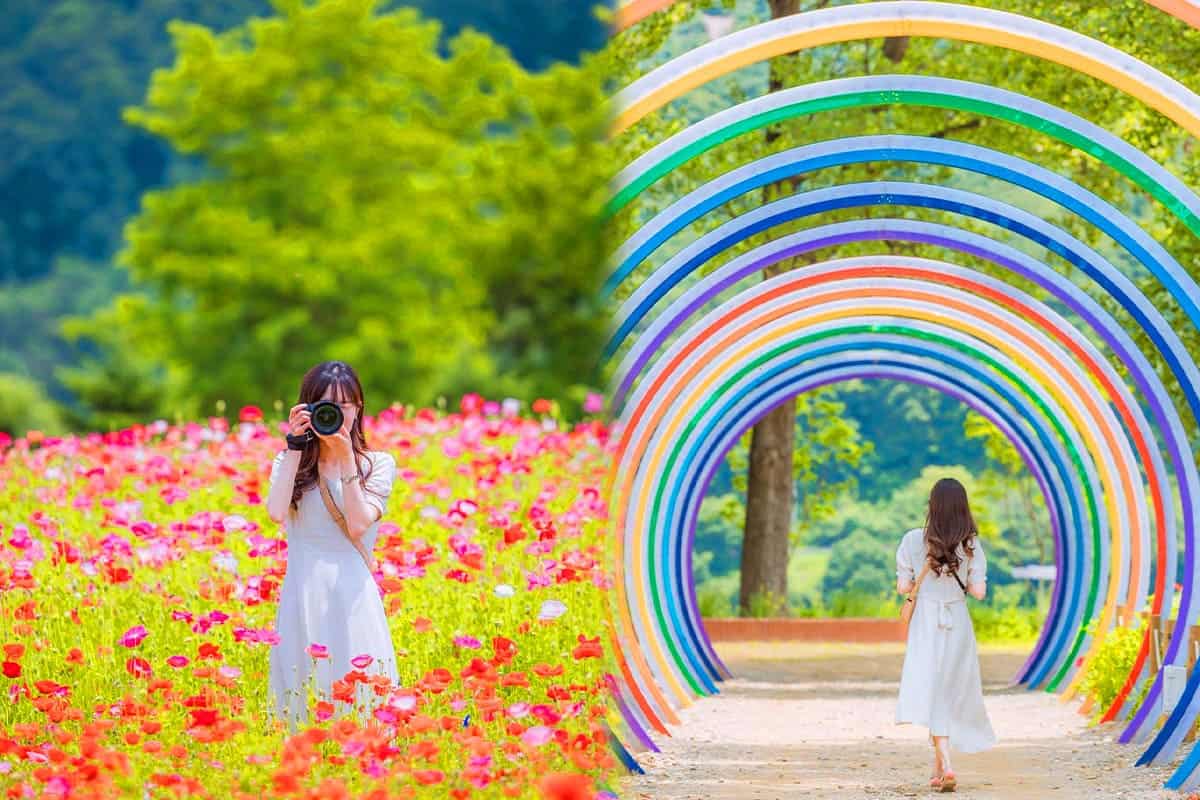 자라섬 남도꽃정원 / 사진=온라인커뮤니티 자라섬 남도꽃정원 / 사진=온라인커뮤니티