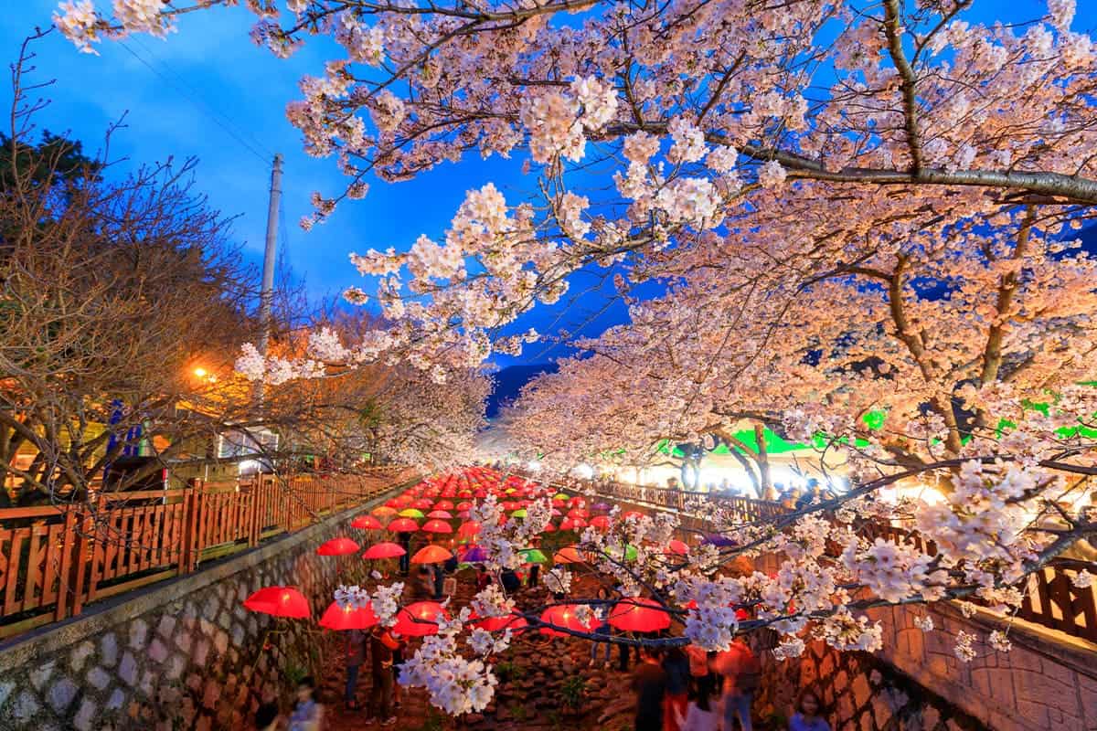 부산 벚꽃 야경 부산 벚꽃 야경