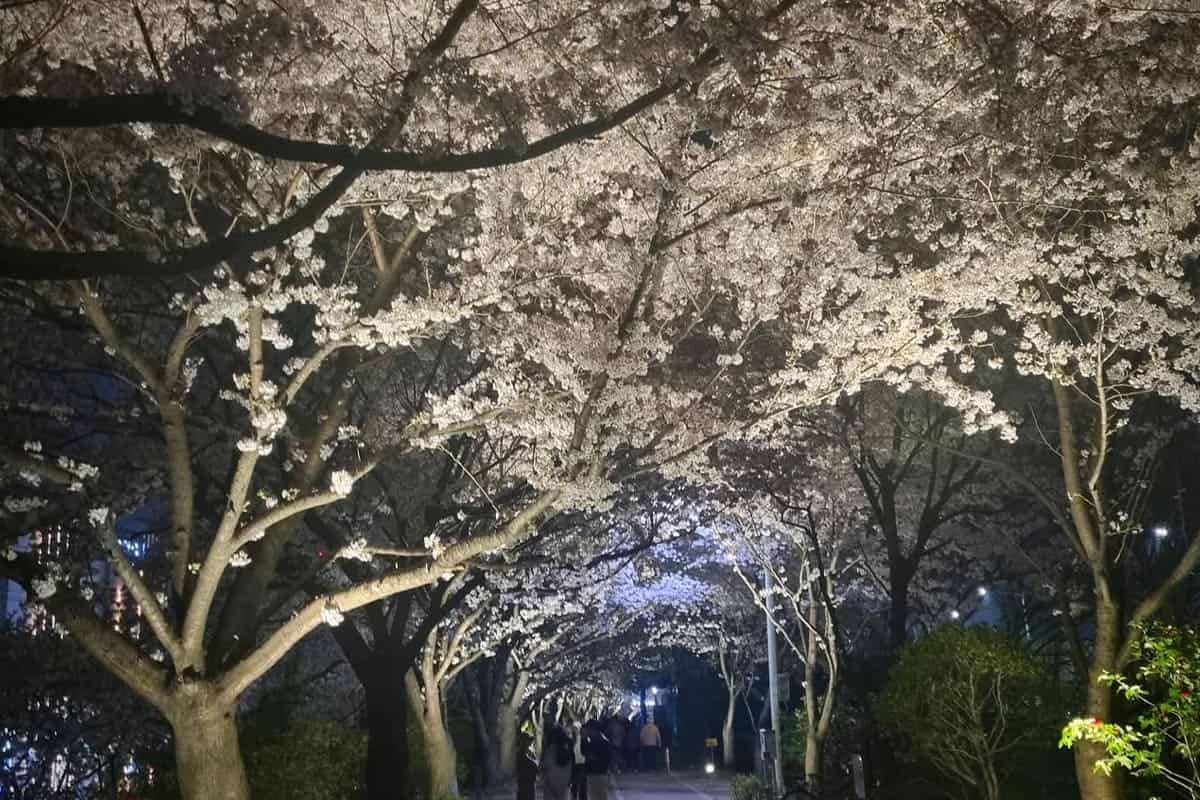 낙동제방벚꽃길 야경 낙동제방벚꽃길 야경