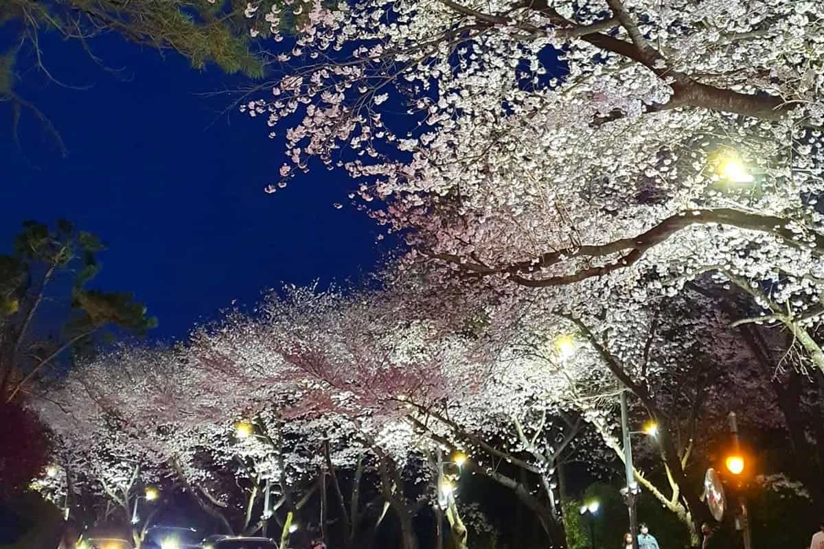 해운대 달맞이길 야간 벚꽃 해운대 달맞이길 야간 벚꽃