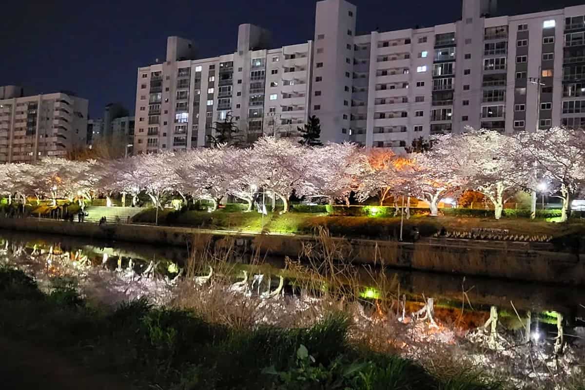 온천천 카페거리 벚꽃 야경 온천천 카페거리 벚꽃 야경