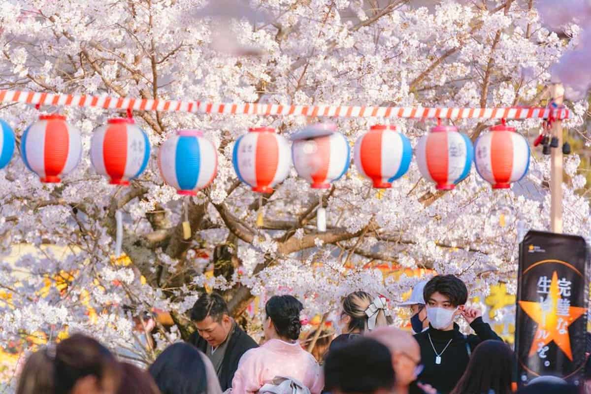 마루야마 공원 벚꽃 풍경 마루야마 공원 벚꽃 풍경