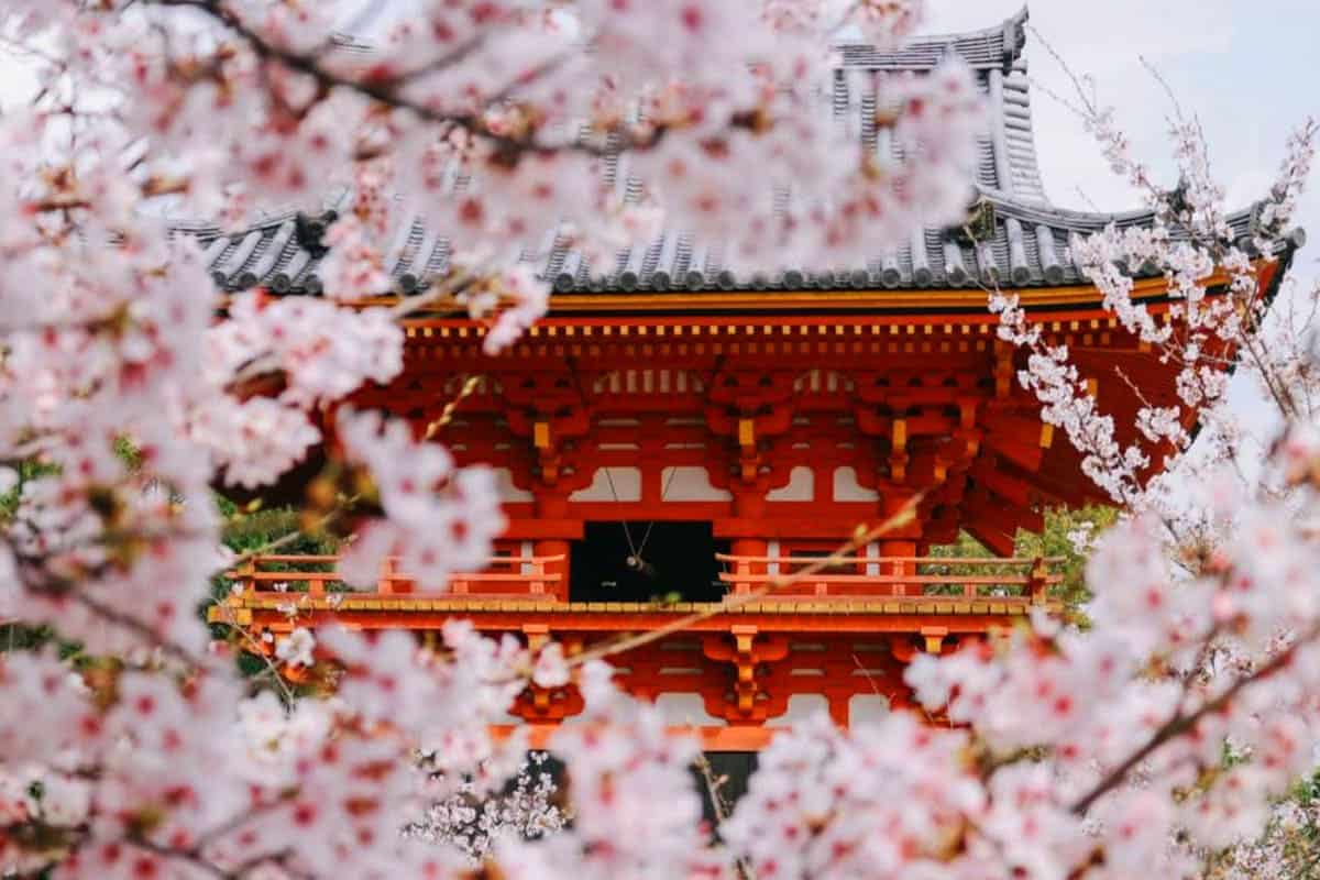 닌나지 사원?벚꽃 풍경 닌나지 사원?벚꽃 풍경