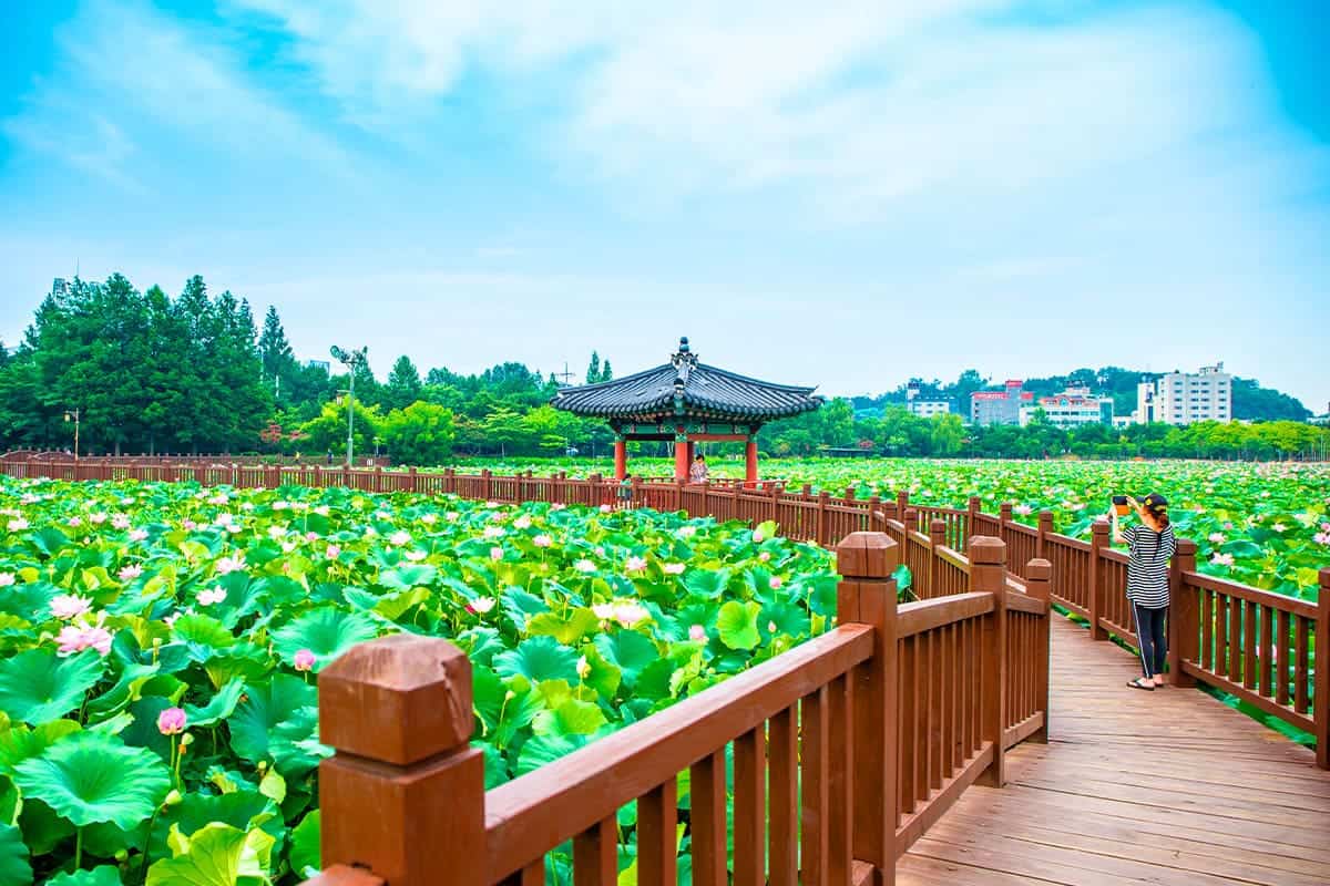 전주 덕진공원 연꽃 풍경 