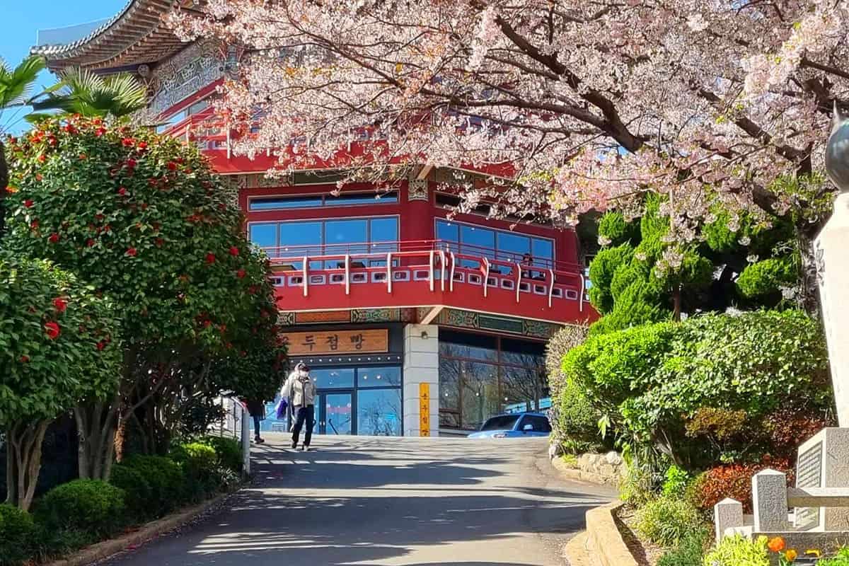 용두산 공원 벚꽃 풍경 용두산 공원 벚꽃 풍경
