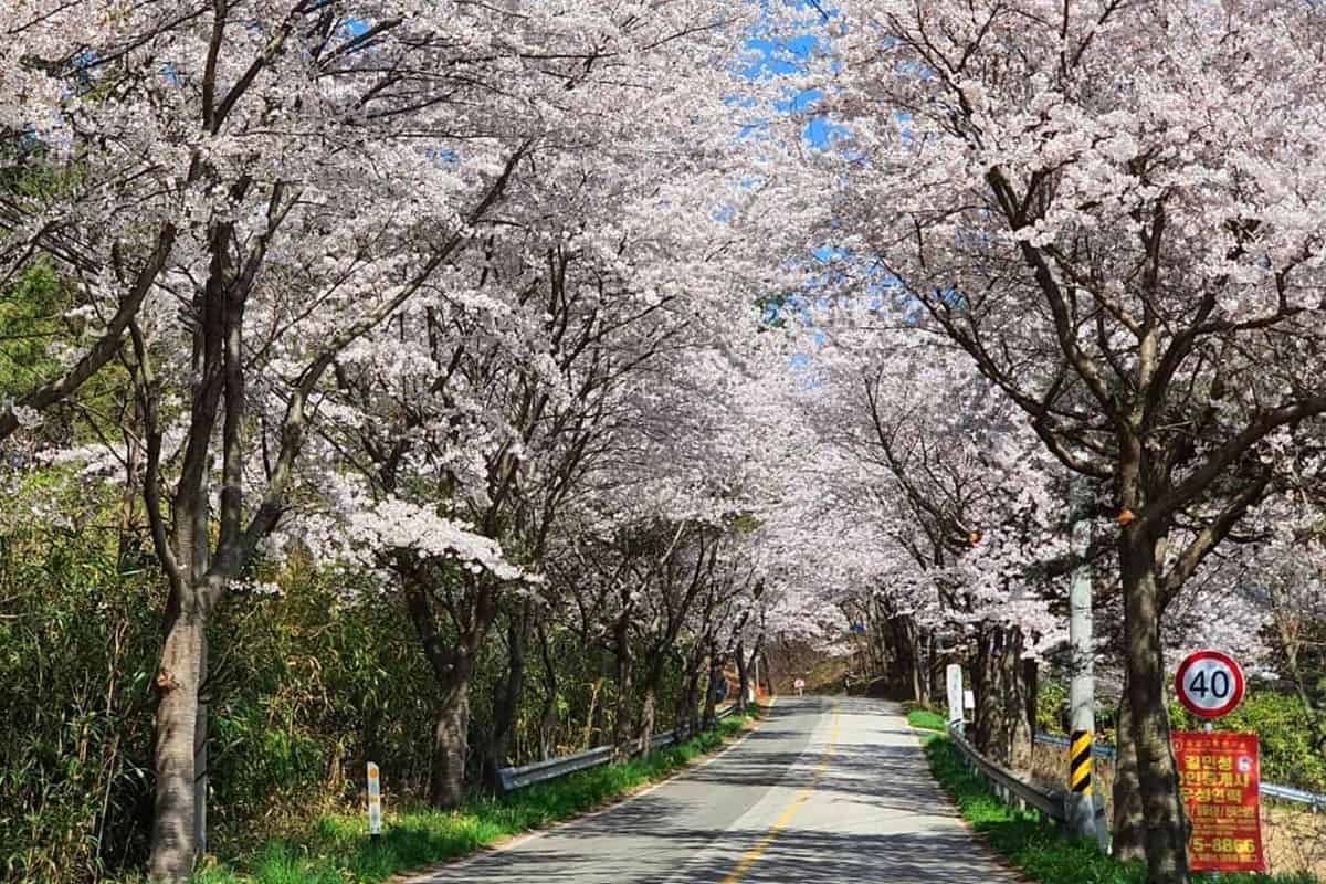 가제산 벚꽃 풍경 / 사진=온라인커뮤니티 가제산 벚꽃 풍경 / 사진=온라인커뮤니티