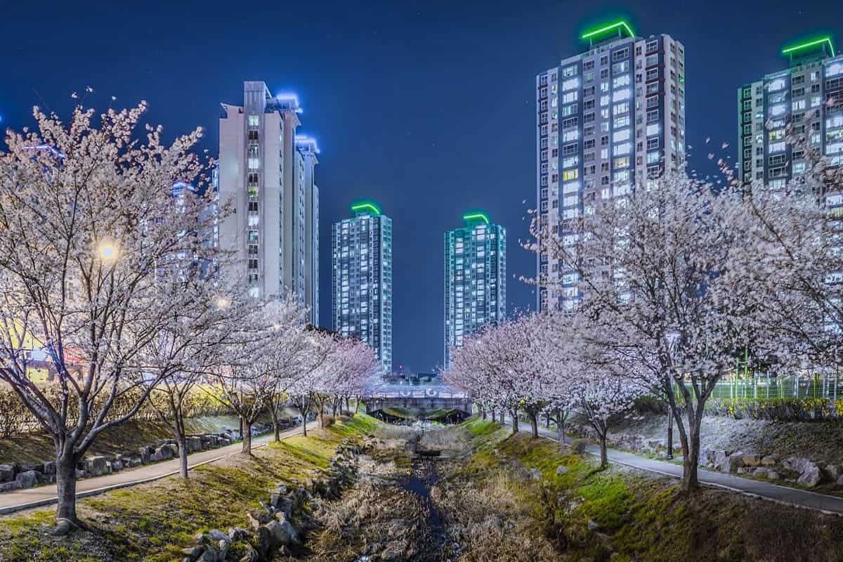 오송호수공원 야경 오송호수공원 야경