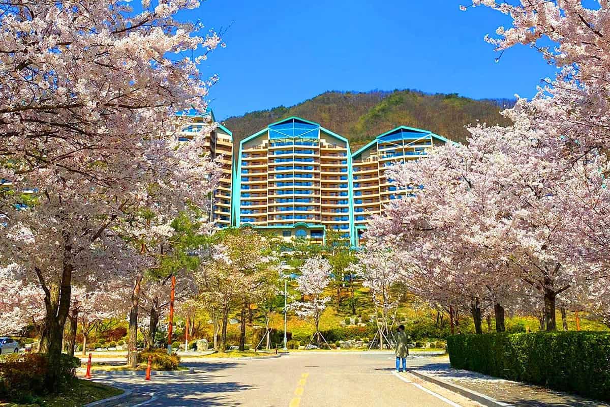 소노벨 비발디파크 벚꽃 풍경 / 사진=온라인커뮤니티 소노벨 비발디파크 벚꽃 풍경 / 사진=온라인커뮤니티